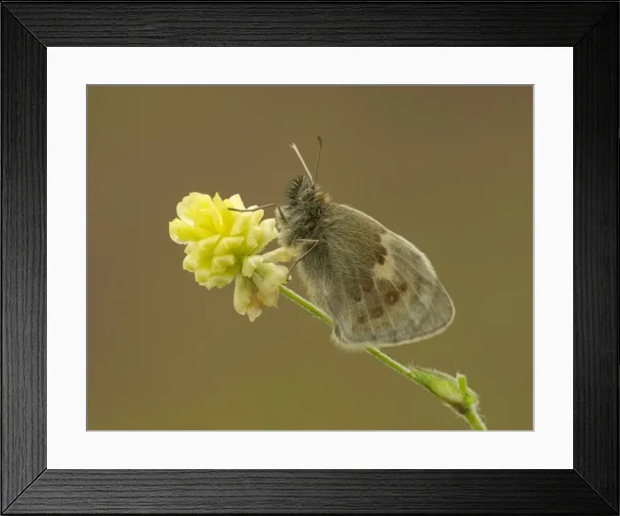 Framed Print : Picture No. 11092019