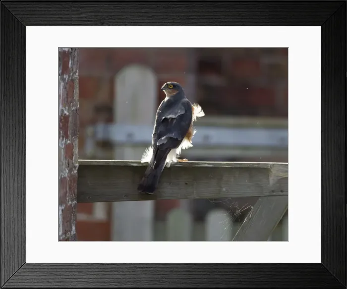Framed Print : Picture No. 11092020 Framed Print : Picture No. 11092020