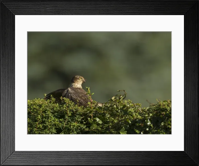 Framed Print : Picture No. 11092021