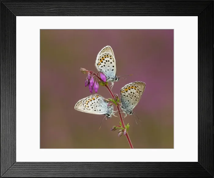 Framed Print : Picture No. 11092023