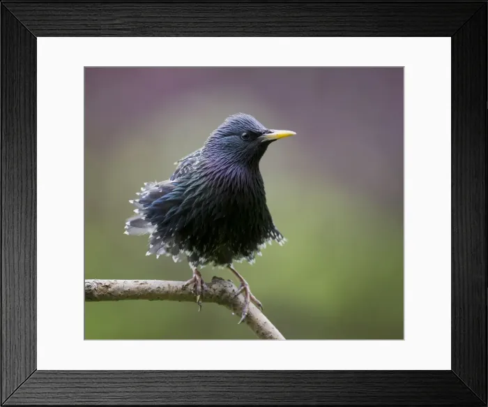 Framed Print : Picture No. 11092022 Framed Print : Picture No. 11092022