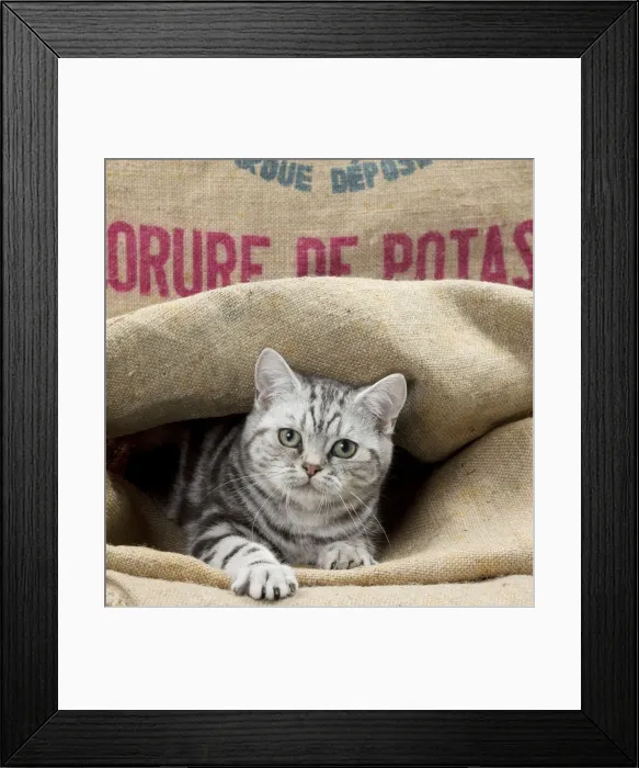 Framed Print : Picture No. 11092029