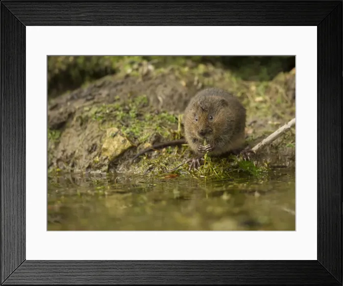 Framed Print : Picture No. 11092024 Framed Print : Picture No. 11092024