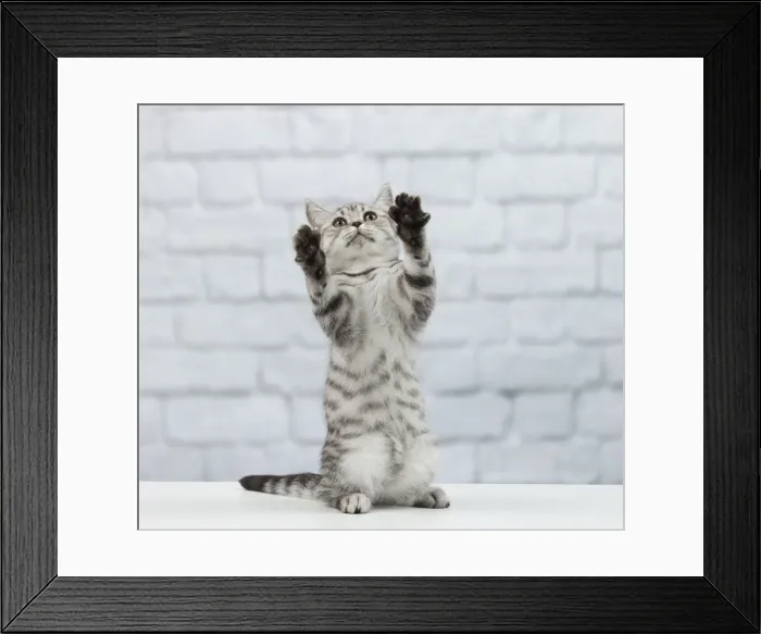 Framed Print : Picture No. 11092030 Framed Print : Picture No. 11092030