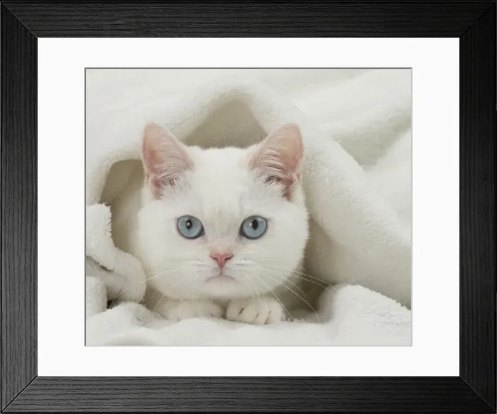 Framed Print : Picture No. 11092033 Framed Print : Picture No. 11092033