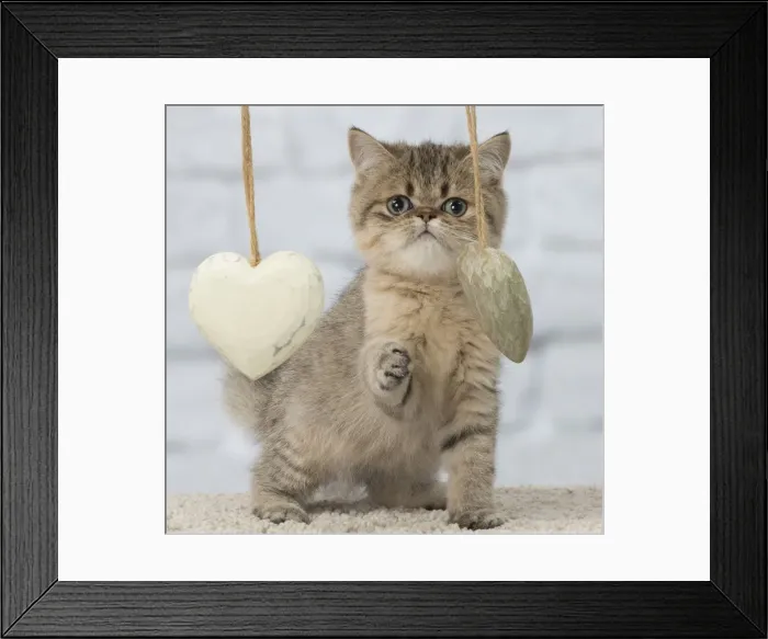 Framed Print : Picture No. 11092032 Framed Print : Picture No. 11092032