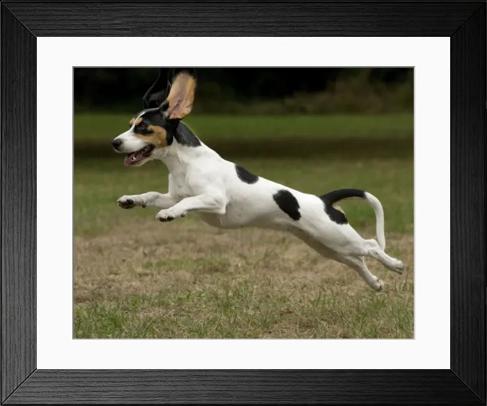 Framed Print : Picture No. 11092034 Framed Print : Picture No. 11092034