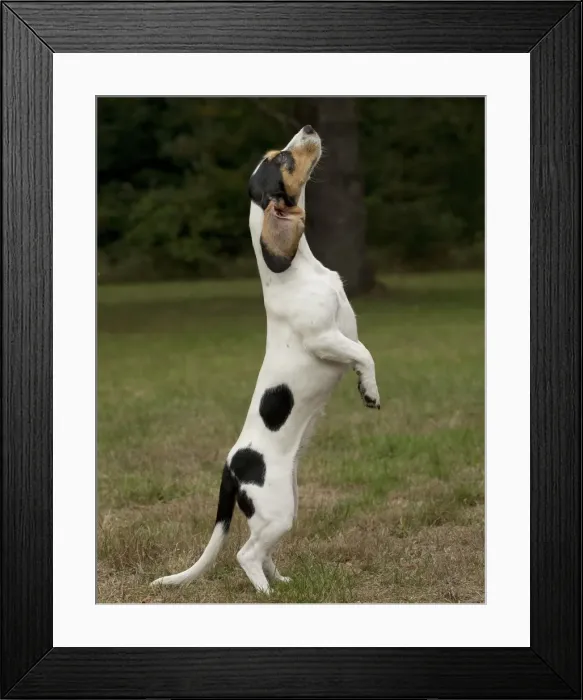 Framed Print : Picture No. 11092035 Framed Print : Picture No. 11092035