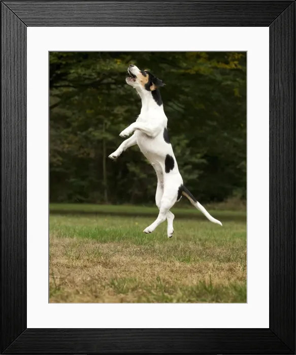 Framed Print : Picture No. 11092037 Framed Print : Picture No. 11092037