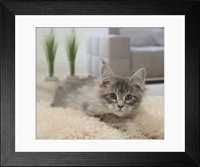 Framed Print : Picture No. 11092038 Framed Print : Picture No. 11092038