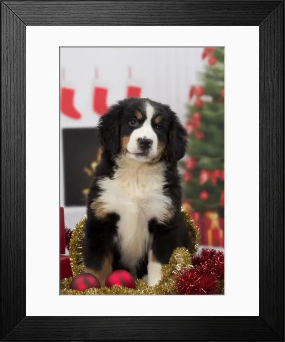 Framed Print : Picture No. 11092040 Framed Print : Picture No. 11092040