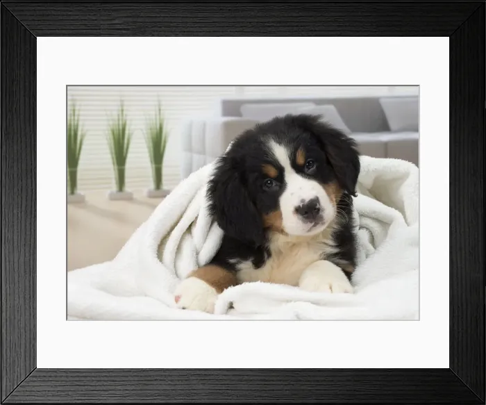 Framed Print : Picture No. 11092043 Framed Print : Picture No. 11092043