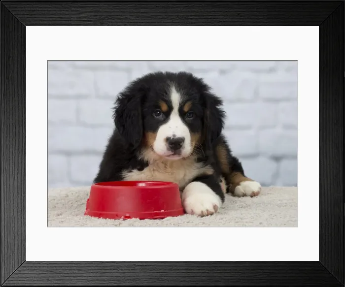 Framed Print : Picture No. 11092045 Framed Print : Picture No. 11092045
