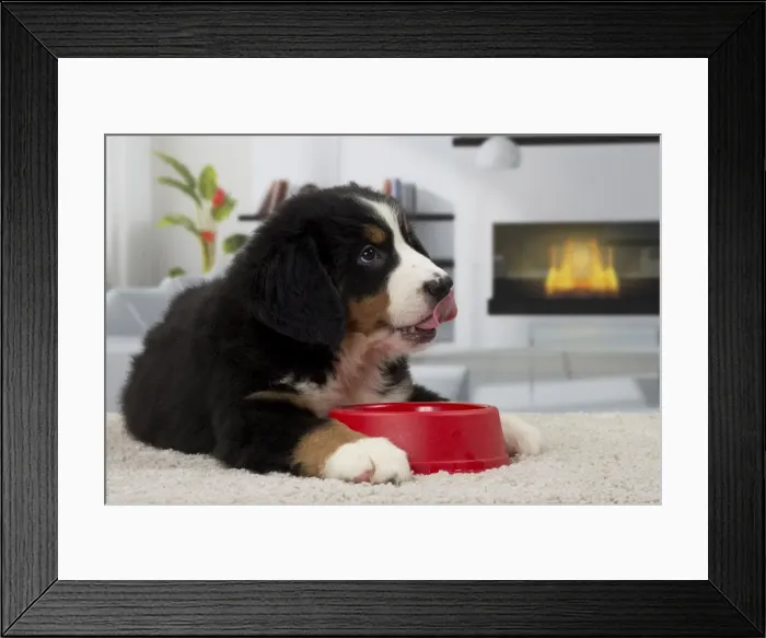 Framed Print : Picture No. 11092042 Framed Print : Picture No. 11092042