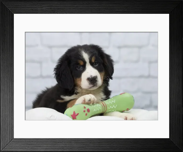 Framed Print : Picture No. 11092047 Framed Print : Picture No. 11092047