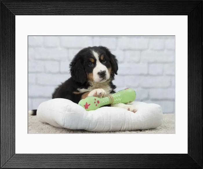 Framed Print : Picture No. 11092048