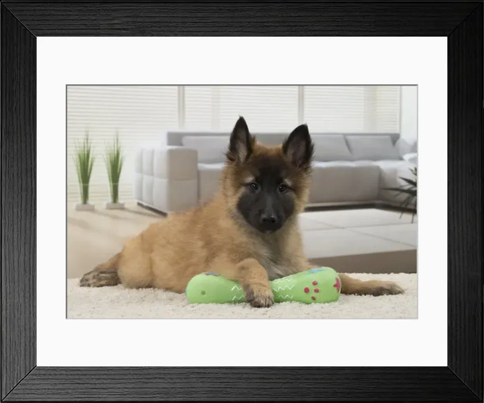 Framed Print : Picture No. 11092053 Framed Print : Picture No. 11092053