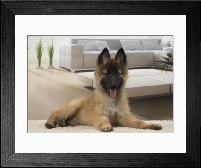 Framed Print : Picture No. 11092056 Framed Print : Picture No. 11092056