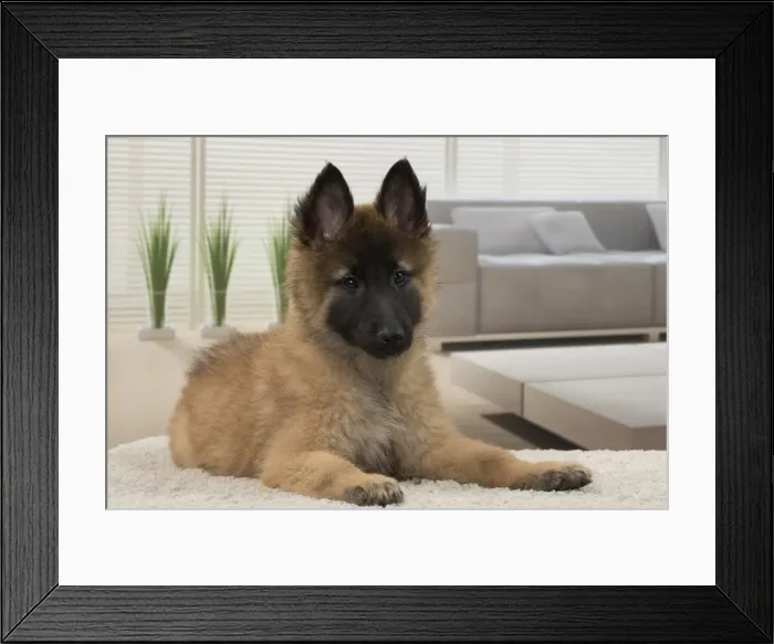 Framed Print : Picture No. 11092055 Framed Print : Picture No. 11092055