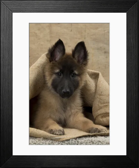 Framed Print : Picture No. 11092057 Framed Print : Picture No. 11092057