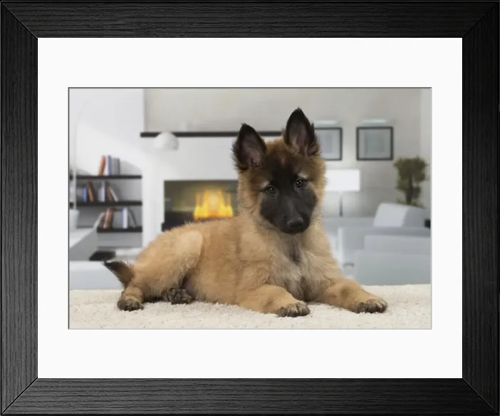 Framed Print : Picture No. 11092059 Framed Print : Picture No. 11092059
