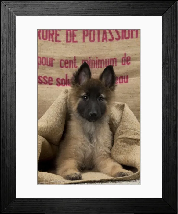 Framed Print : Picture No. 11092058