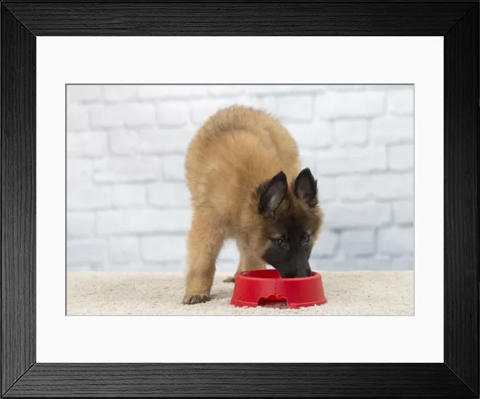Framed Print : Picture No. 11092060 Framed Print : Picture No. 11092060