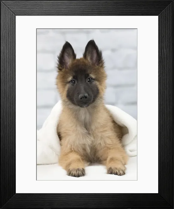 Framed Print : Picture No. 11092062 Framed Print : Picture No. 11092062
