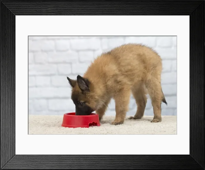 Framed Print : Picture No. 11092061 Framed Print : Picture No. 11092061