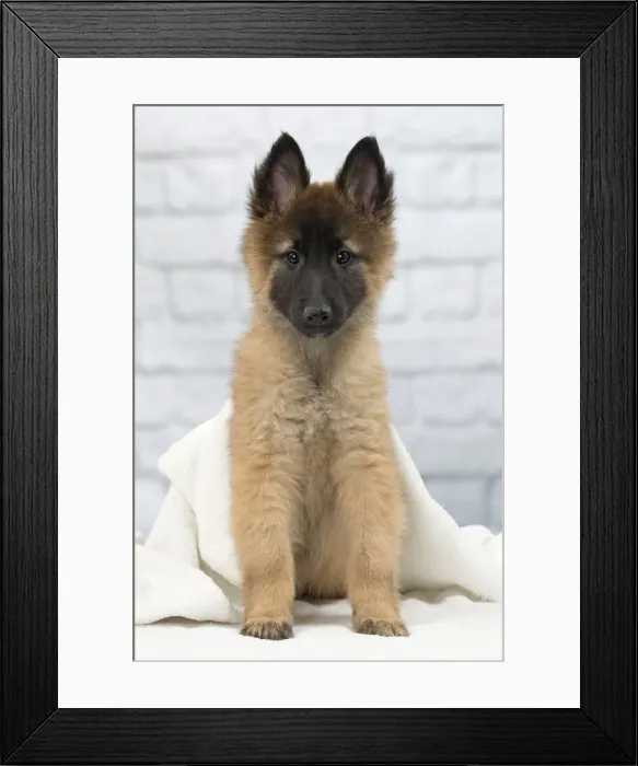 Framed Print : Picture No. 11092064 Framed Print : Picture No. 11092064