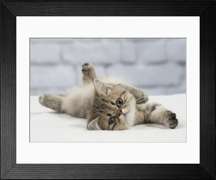 Framed Print : Picture No. 11092065 Framed Print : Picture No. 11092065