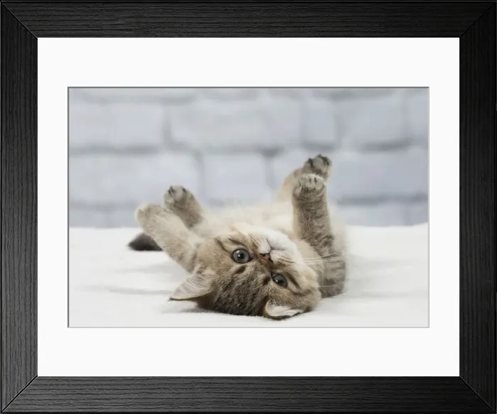 Framed Print : Picture No. 11092067 Framed Print : Picture No. 11092067