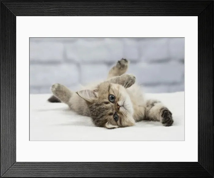 Framed Print : Picture No. 11092066 Framed Print : Picture No. 11092066