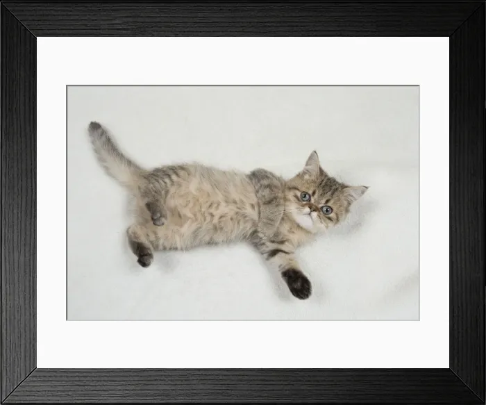 Framed Print : Picture No. 11092068 Framed Print : Picture No. 11092068