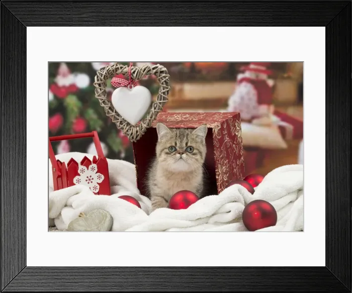 Framed Print : Picture No. 11092070 Framed Print : Picture No. 11092070