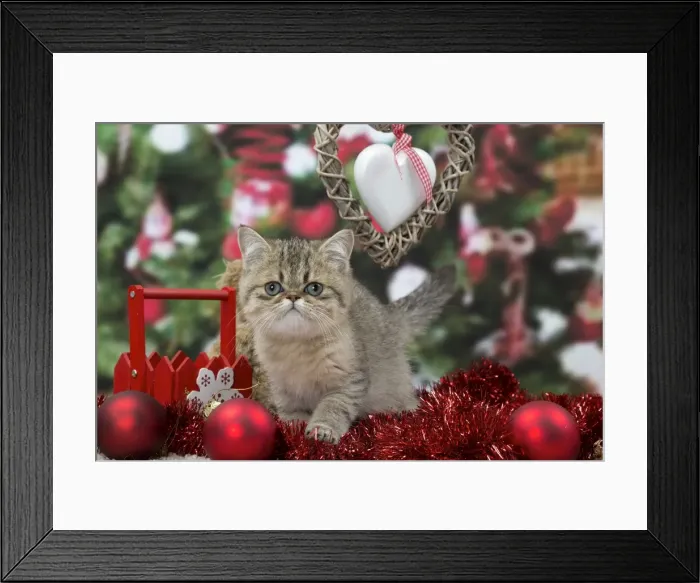 Framed Print : Picture No. 11092071 Framed Print : Picture No. 11092071