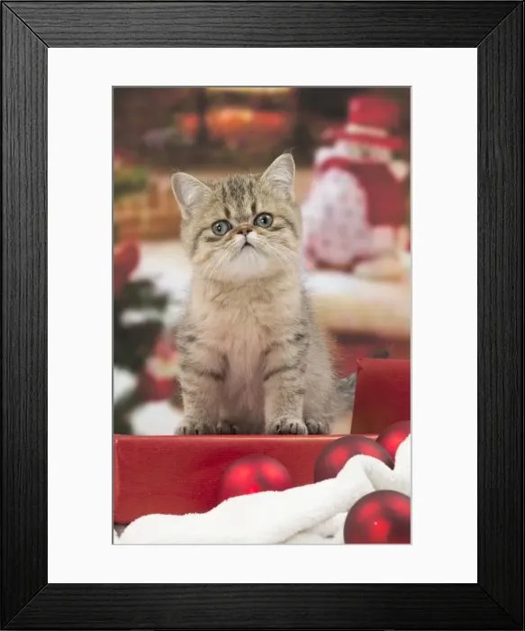Framed Print : Picture No. 11092069 Framed Print : Picture No. 11092069