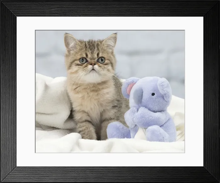 Framed Print : Picture No. 11092074 Framed Print : Picture No. 11092074