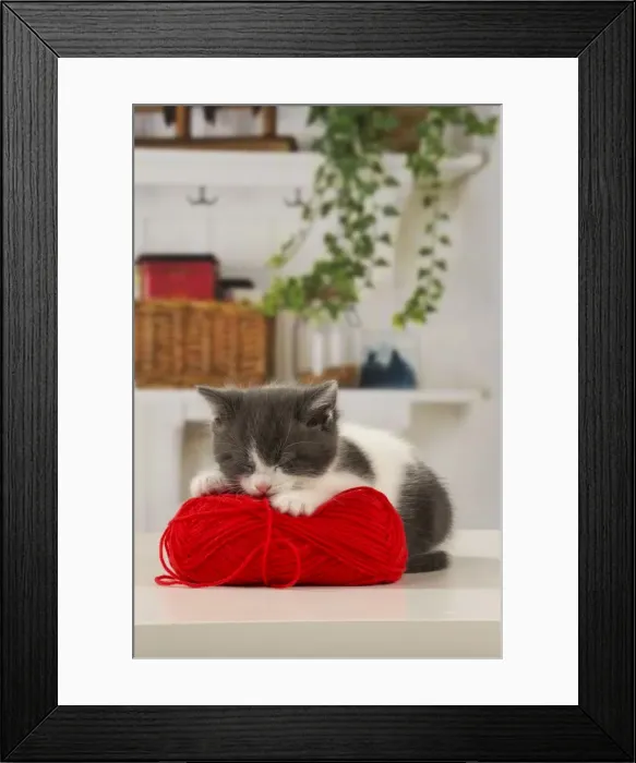 Framed Print : Picture No. 11092075 Framed Print : Picture No. 11092075