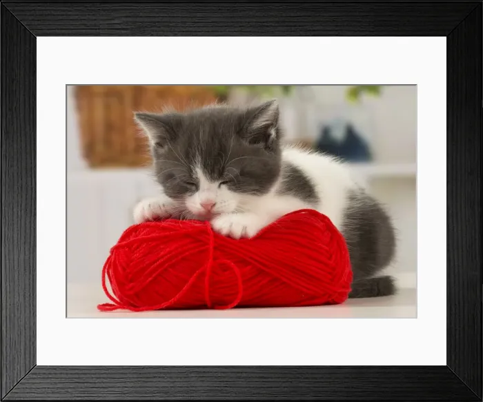 Framed Print : Picture No. 11092076 Framed Print : Picture No. 11092076