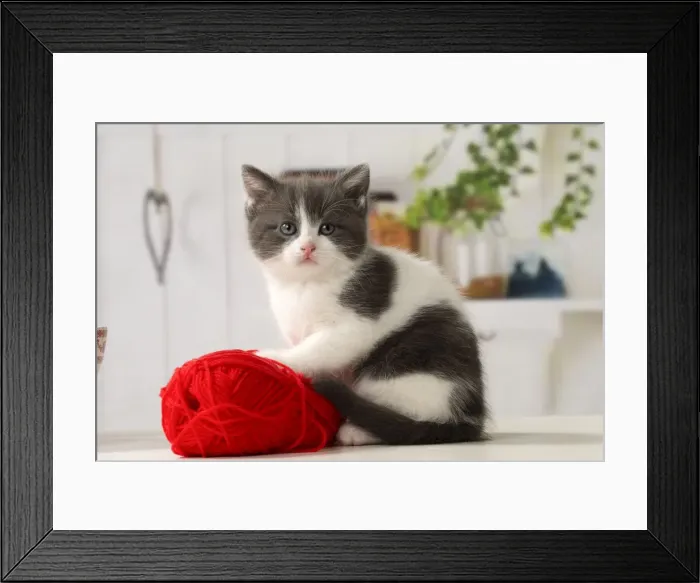 Framed Print : Picture No. 11092077 Framed Print : Picture No. 11092077