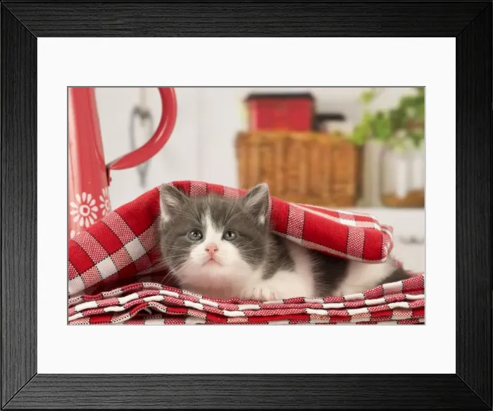 Framed Print : Picture No. 11092078 Framed Print : Picture No. 11092078