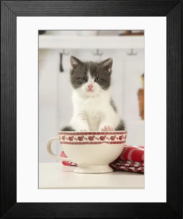 Framed Print : Picture No. 11092081 Framed Print : Picture No. 11092081