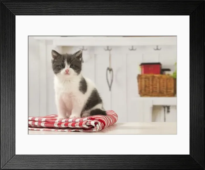 Framed Print : Picture No. 11092083 Framed Print : Picture No. 11092083