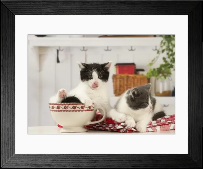 Framed Print : Picture No. 11092082 Framed Print : Picture No. 11092082