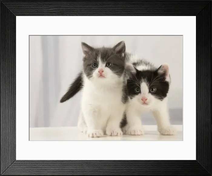 Framed Print : Picture No. 11092084 Framed Print : Picture No. 11092084