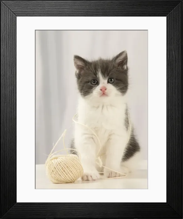 Framed Print : Picture No. 11092086 Framed Print : Picture No. 11092086
