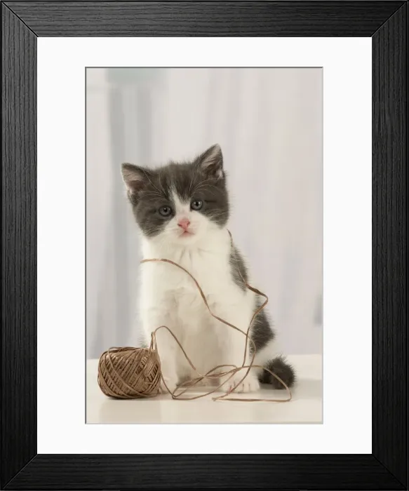 Framed Print : Picture No. 11092085 Framed Print : Picture No. 11092085
