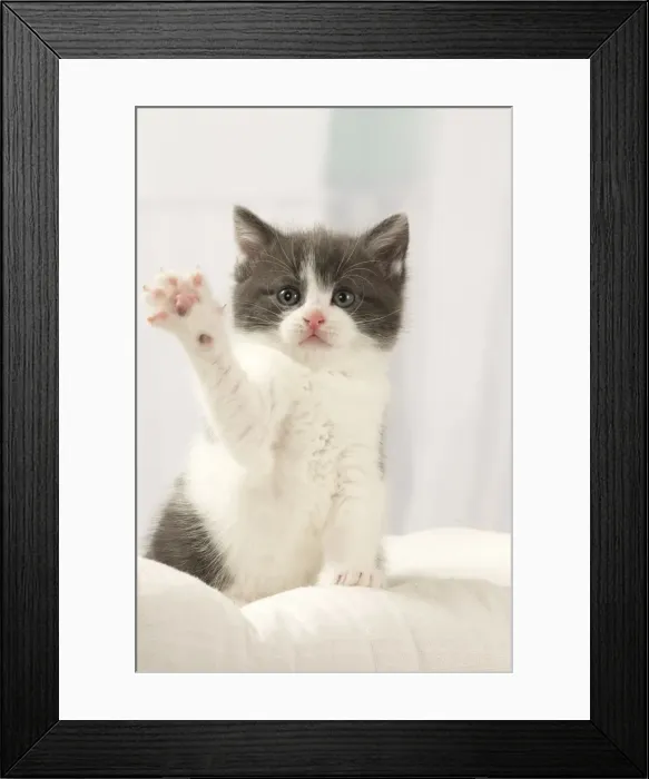 Framed Print : Picture No. 11092088 Framed Print : Picture No. 11092088