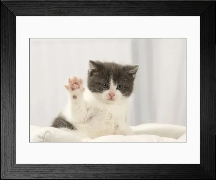 Framed Print : Picture No. 11092089